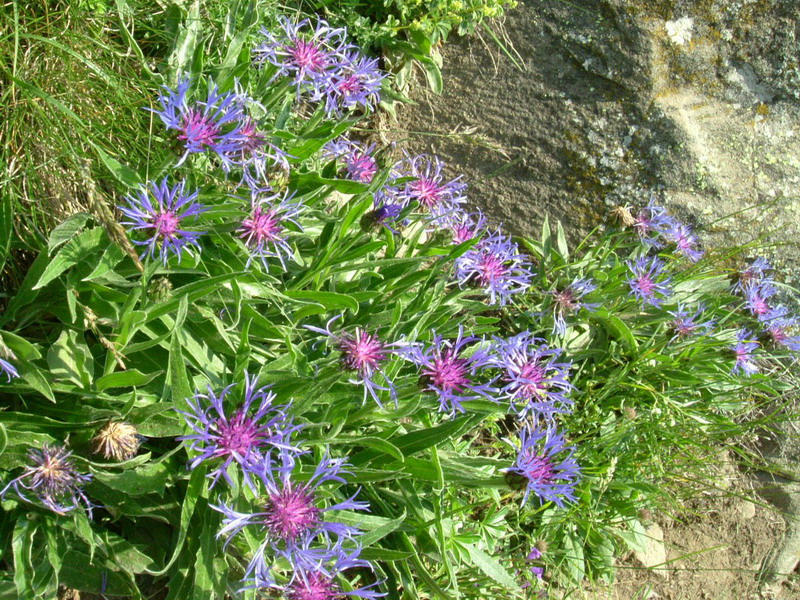 Centaurea: 4 specie